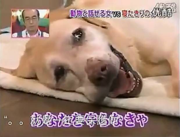 要讓人類聽懂動物的語言，AI還需克服哪些難題？