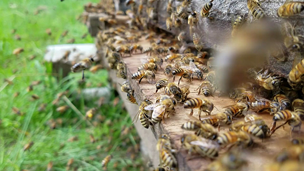 利用物聯(lián)網(wǎng)保護(hù)環(huán)境的三種方法