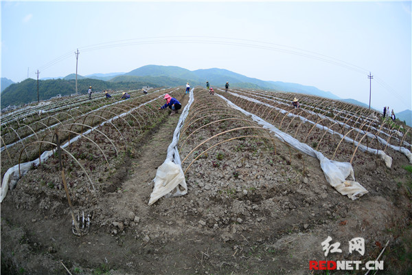 北湖區(qū)“互聯(lián)網(wǎng)+農(nóng)業(yè)”助推農(nóng)產(chǎn)品區(qū)域品牌建設