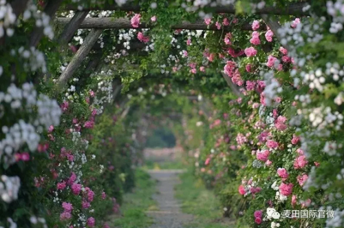 麥田國際——麥田里的守望者，“互聯(lián)網(wǎng)+農(nóng)業(yè)”的先行者