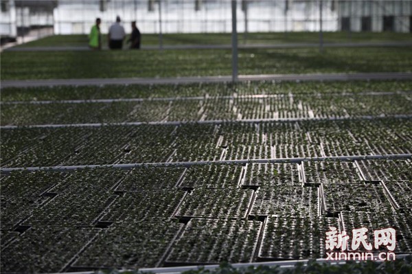 固原市原州區(qū) 冷涼蔬菜品牌試水“互聯(lián)網+農業(yè)”