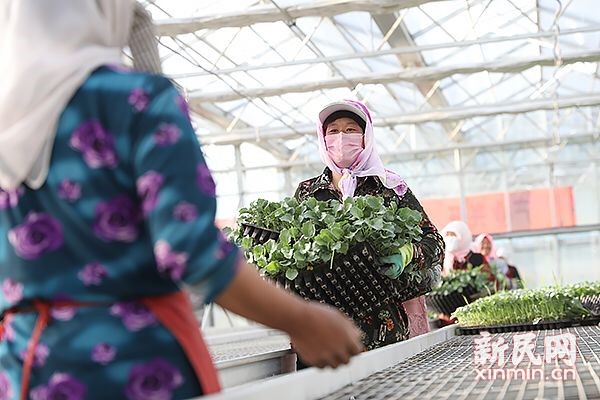 固原市原州區(qū) 冷涼蔬菜品牌試水“互聯(lián)網+農業(yè)”