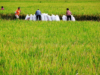 靖宇深入推進(jìn)“互聯(lián)網(wǎng)+現(xiàn)代農(nóng)業(yè)”行動(dòng)(圖)