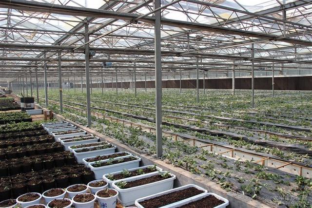 互聯(lián)網+綠色生態(tài)農業(yè)，融合農場游戲理財模式