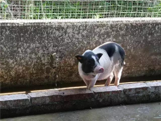 國務(wù)院常務(wù)會議鼓勵的“互聯(lián)網(wǎng)+農(nóng)業(yè)”創(chuàng)新手段，幫你找到了案例