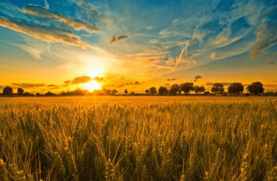 “互聯(lián)網(wǎng)+農(nóng)業(yè)”，創(chuàng)造農(nóng)村發(fā)展新活力